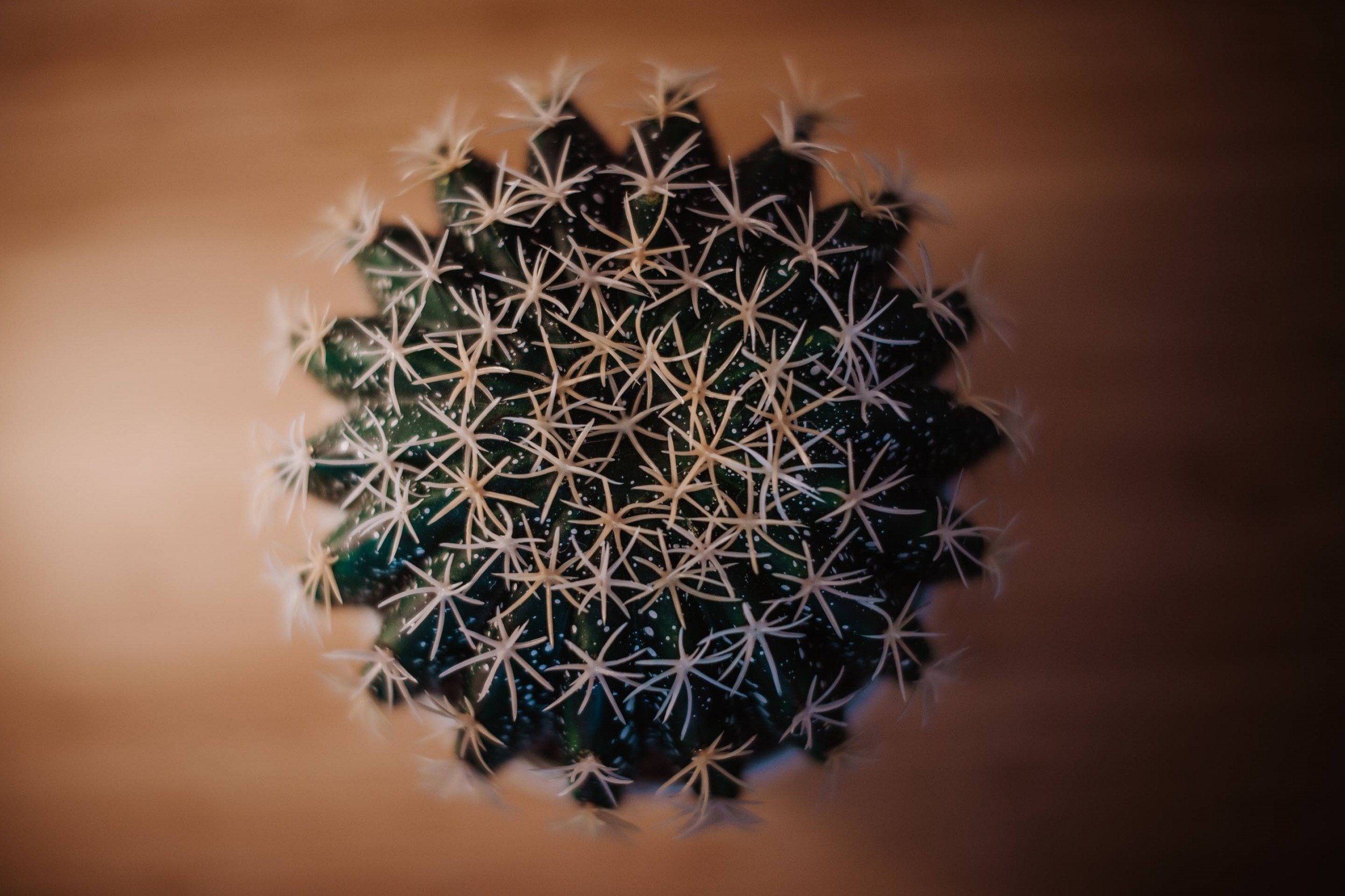 studio Giuseppe Torretta